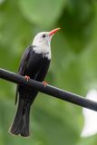 Black Bulbul - Himalayaanse Zwarte Buulbuul - Bulbul noir