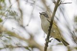 Blue-headed Vireo