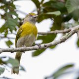 Lemon-chested Greenlet
