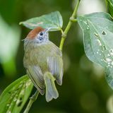 Rufous-crowned Greenlet