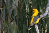 Eurasian Golden Oriole (m)