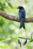 Greater Racket-tail Drongo