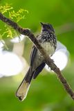Spotted Fantail