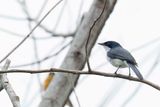 Moluccan Flycatcher (f)