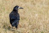 Rook