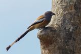 Rufous Treepie