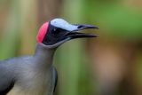 Grey-necked Rockfowl