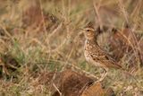 Malabar Lark
