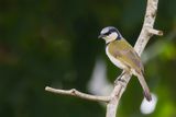 Black-collared Bulbul