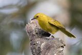 Joyful Greenbul