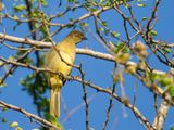 Sombre Greenbul