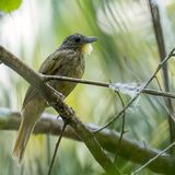 Western Bearded Greenbul