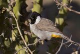 White-eared Bulbul