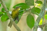 Yellow-bearded Greenbul