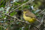 Yellow-bellied Greenbul