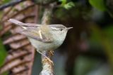 Buff-barred Warbler