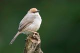 Chubbs Cisticola