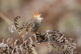 Churring Cisticola
