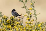 Cyprus Warbler