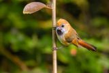 Golden Parrotbill