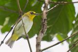 Black-ringed White-eye