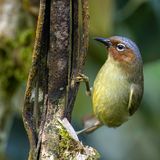 Chestnut-faced Babbler