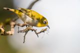 Malagasy White-eye