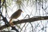 Streak-breasted Scimitar Babbler
