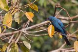 Asian Fairy-bluebird (f)