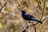 Asian Fairy-bluebird (m)