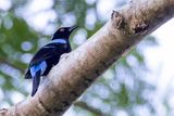 Palawan Fairy-bluebird