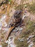 Sikkim Treecreeper