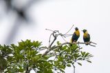Golden Myna