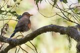 Sulawesi Island Thrush