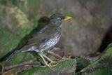 Principe Thrush