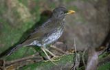 Principe Thrush