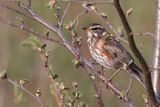 Redwing