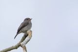 Little Grey Flycatcher