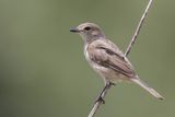 Pale Flycatcher