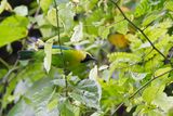 Blue-winged Leafbird