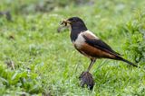 White-backed Thrush - Kesslers Lijster - Merle de Kessler