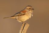 Cape Sparrow (f)