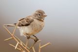 Yellow-spotted Bush Sparrow