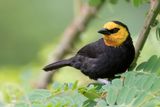 Black-billed Weaver