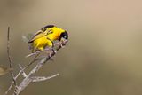Black-chinned Weaver (f)