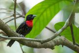 Blue-billed Malimbe