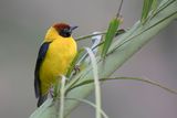 Brown-capped Weaver