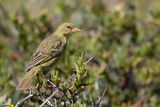 Cape Weaver (f)