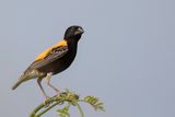 Golden-backed Bishop (m)