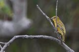 Tanzanian Masked Weaver (f)